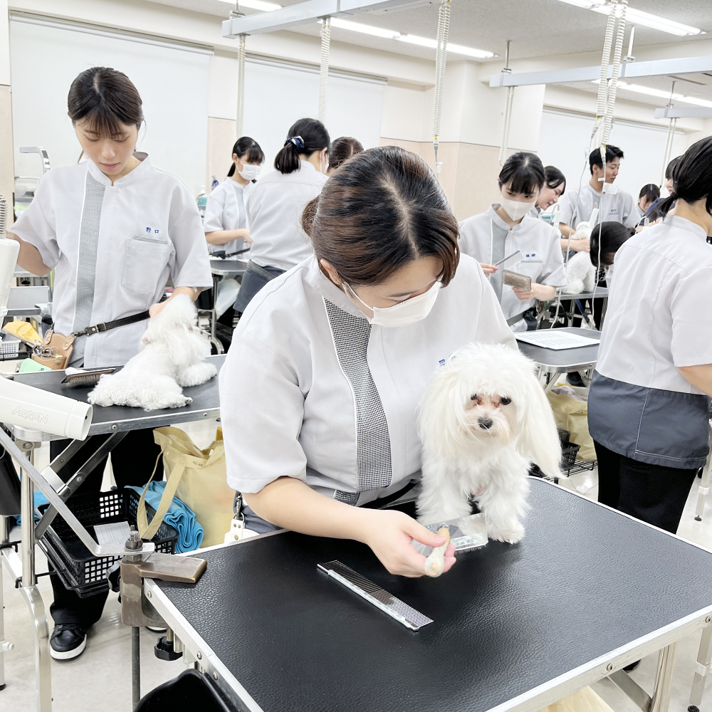 ☆学校犬と一緒にトリミング実習☆
